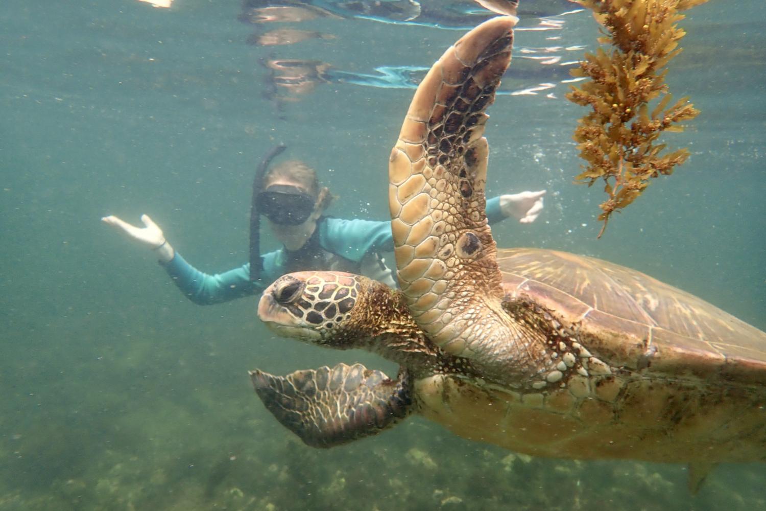 一名<a href='http://dkz.dctdsj.com'>全球十大赌钱排行app</a>学生在Galápagos群岛游学途中与一只巨龟游泳.